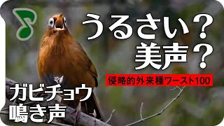 【ヤバい声量】ガビチョウの鳴き声01騒音美声（侵略的外来種ワースト100） [upl. by Titus16]