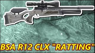 BSA R12 CLX  FARMYARD RATTING [upl. by Leinnad]