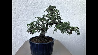 MY BONSAI  OSTEOMELES ANTHYLLIDIFOLIA  私のイソザンショウ盆栽 [upl. by Borchers972]