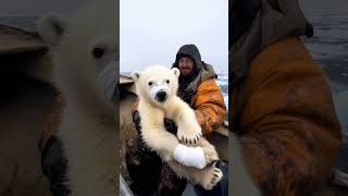 The polar bear is injured who will help it animals cute fromtherivertothesea [upl. by Lad91]