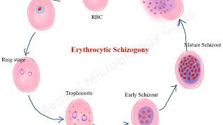 Plasmodium falciparum life cycle animation [upl. by Letch]