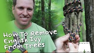 How To Remove English Ivy Vines From Trees DIY [upl. by Idas]