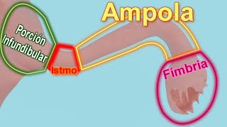 función de las trompas de falopio [upl. by Stevenson]