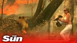 Woman saves scorched koala from Australian bushfire [upl. by Akihsat]