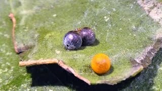 Chalcid Wasps hatching from Giant Swallowtail eggs [upl. by Sunday]