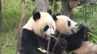 Les pandas géants Huan Huan et Yuan Zi font le show pour la première au Zooparc de Beauval [upl. by Aihsemak]