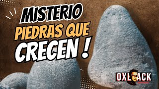 DESCUBREN QUE LAS PIEDRAS CRECEN   Oxlack Investigador [upl. by Neema888]