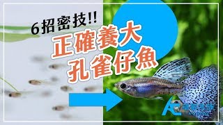 如何正確的養大孔雀仔魚？｜養魚人森｜AC草影水族｜How to make guppy fry grow up healthy and correctly [upl. by Woodhead166]