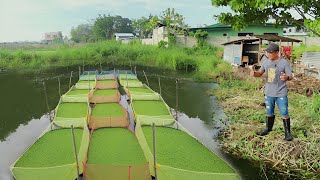 How to Start and Be Successful in Azolla Farming Using the Modern Method first episode [upl. by Rehptsirhc]