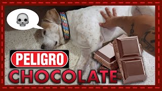 ¡Emergencia canina Qué hacer si tu perro comió chocolate [upl. by Steffin846]