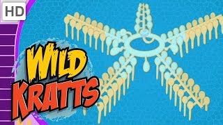 Wild Kratts  Creatures That Make a Big Splash 40 Minutes [upl. by Lallage]