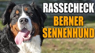 Berner Sennenhund  Rasseportrait Rassebeschreibung Rassecheck Erziehung Gesundheit Charakter [upl. by Odom]