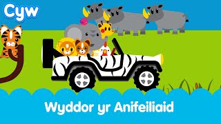 Cân Wyddor yr Anifeiliaid  Cyws Animal Alphabet [upl. by Aylmer]