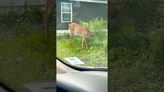 Hello friends  Deer 🦌 incanadaeatinggrassbeautiful [upl. by Louise220]