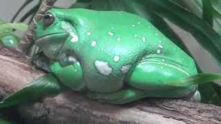 Whites Tree Frog  Litoria caerulea [upl. by Clyde503]