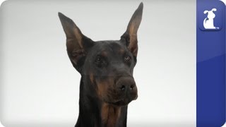 Doglopedia  Doberman Pinscher [upl. by Fleur]