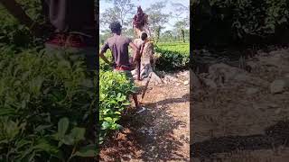 adivasi jhumor baganiya  sort Video [upl. by Bethel]