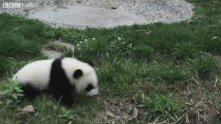 Funny cute baby pandas fall over  Natural World Special Panda Makers  BBC [upl. by Aenehs248]