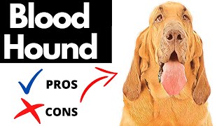 Bloodhound Dog Pros And Cons  Should You REALLY Get A BLOODHOUND [upl. by Ade197]