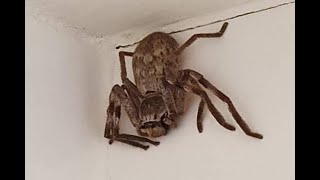 Cómo identificar una araña de rincón [upl. by Junia27]