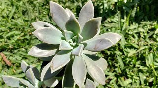 Graptopetalum paraguayense Madre Perla Planta Fantasma Información sobre sus cuidados [upl. by Llednor]