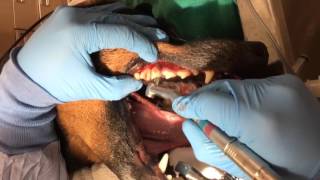 Dog Surgical extraction of carnassial tooth [upl. by Rihaz571]