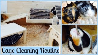 Guinea Pig Cage Cleaning Routine [upl. by Lirpa497]