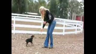 Miniature Pinscher Adoption [upl. by Thurmond]