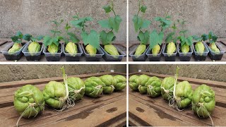 Simple method propagate chayote with Aloe Vera Growing chayote from seeds for beginners [upl. by Gervais]