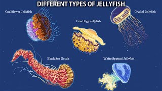 The 15 Different Types Of Jellyfish [upl. by Inus]