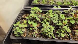 Monarda fistulosa Bee Balm growing at 4 weeks from seed [upl. by Nazler]