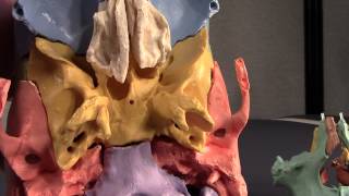 Human Cranial Osteology Part VII The Sphenoid [upl. by Wash]