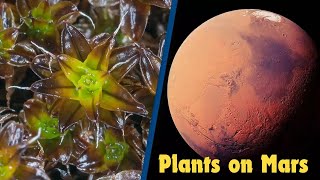 Scientists Discover MarsReady Plant mars plants space [upl. by Chaiken]