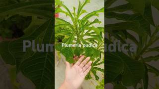 Plumeria Pudica Plant Esha Yadavviralshorts trending 🪴🪴 [upl. by Eniluj]