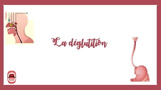 La déglutition Physiologie digestive [upl. by Aramas]