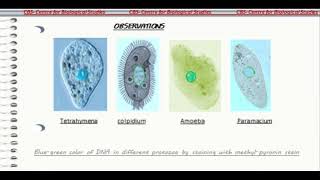 CYTOCHEMICAL DEMONSTRATION OF DNA IN PROTOZOA amp AVIAN BLOOD CELLS [upl. by Patience804]