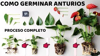 COMO REPRODUCIR ANTURIOS POR SEMILLA PROCESO COMPLETO [upl. by Manley]