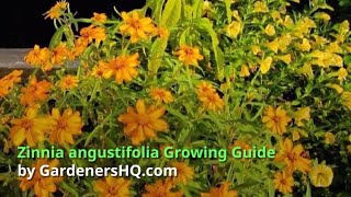 Zinnia angustifolia Growing Guide [upl. by Aerdnek292]