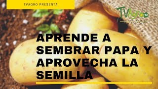 APRENDE a Sembrar PAPA  Aprovecha la Semilla de PapaPatata  TvAgro por Juan Gonzalo Angel [upl. by Nevin362]