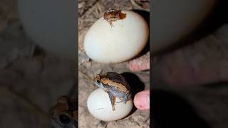 Frog jumps out of the funny egg  Catch frogs and eggs so funny  Big frog funny video [upl. by Rebmit]