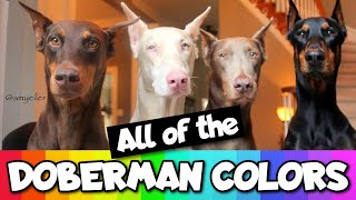 All the Doberman Colors That Exist [upl. by Woody]