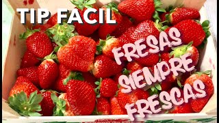 TIP PARA MANTENER LAS FRESAS FRESCAS Y SANAS COMO RECIÉN CORTADAS [upl. by Ennagem537]