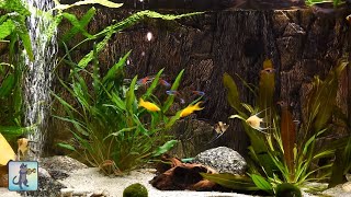 Relaxing Aquarium Fish Tank Sounds  NO MUSIC 🐟 [upl. by Lodnar]