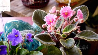 Growing African Violets  From the Ground Up [upl. by Nohtiek711]