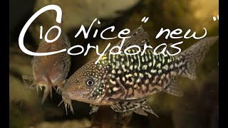 New Corydoras Guide  10 interesting Corydoras catfish [upl. by Mapel]