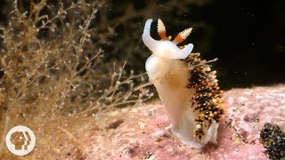 This Adorable Sea Slug is a Sneaky Little Thief  Deep Look [upl. by Saied982]