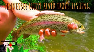 Trout Fishing the Little River [upl. by Vary]