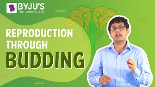 Reproduction through Budding  Learn with BYJUS [upl. by Nehcterg]