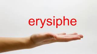 How to Pronounce erysiphe  American English [upl. by Nattie]