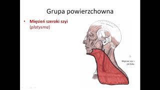 Mięśnie szyi cz I wstęp [upl. by Alleber]